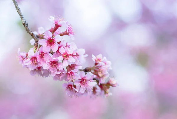 Makroblume Prunus Cerasoides — Stockfoto