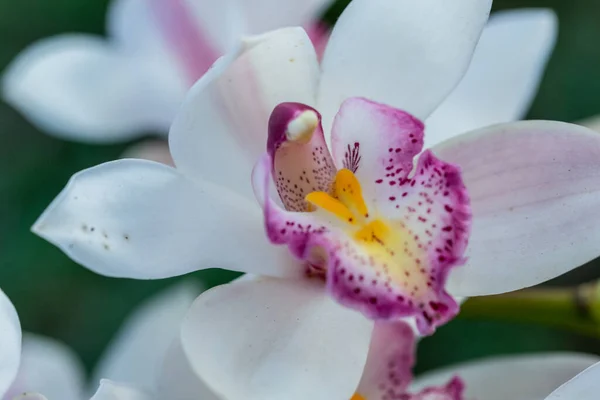 Hintergrund Der Nahaufnahme Blumen — Stockfoto