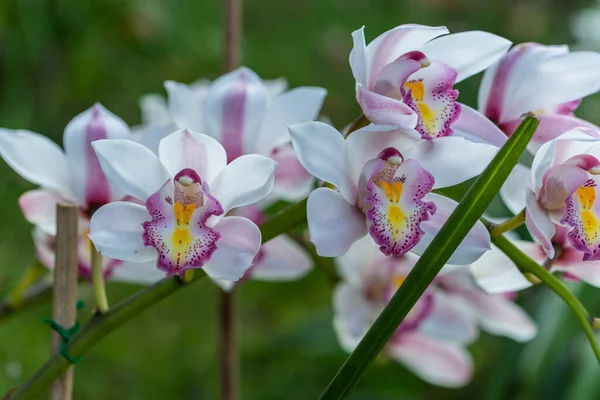 Background Close Flowers — Stock Photo, Image