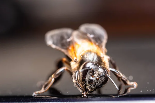 Macro Abeja Fondo Negro — Foto de Stock