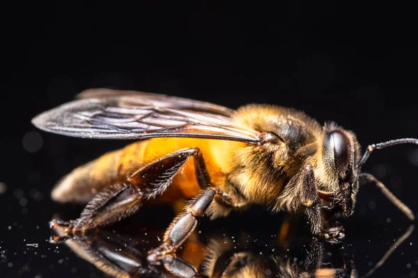 Makro arı siyah arkaplan