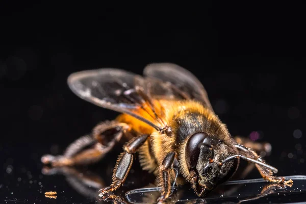 Macro Abelha Fundo Preto — Fotografia de Stock