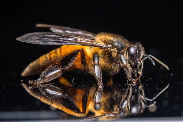 Macro Abeja Fondo Negro —  Fotos de Stock