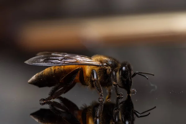 Чорний Фон Бджолиного Макро — стокове фото