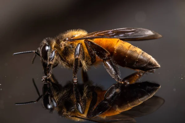 Чорний Фон Бджолиного Макро — стокове фото