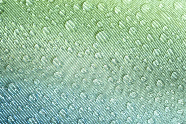 羽の上の水のマクロ滴 — ストック写真