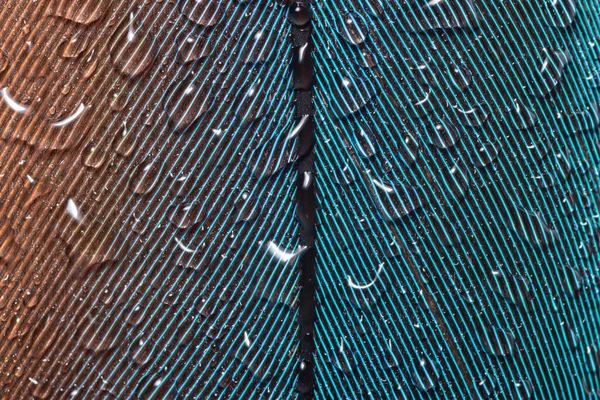 Капли Воды Перья — стоковое фото