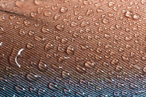 Macro Gotas Água Nas Penas — Fotografia de Stock