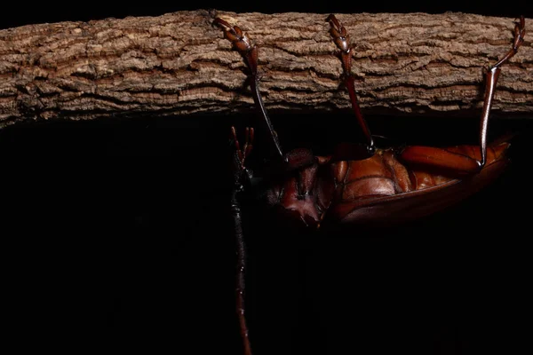 Chrysomeloidea Macro Black Arka Planı — Stok fotoğraf