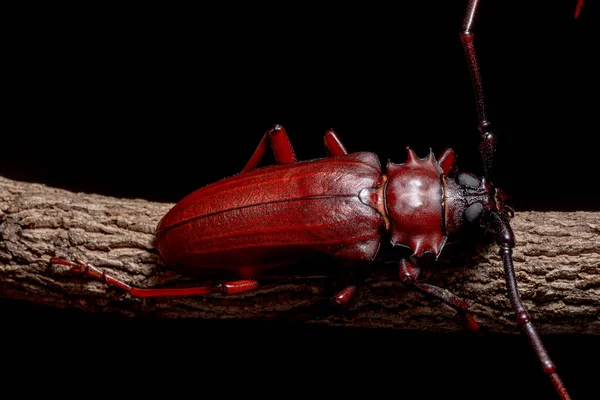 Chrysomeloidea Macro Fondo Negro — Foto de Stock