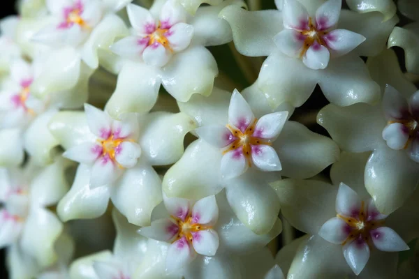Hoya Flower Makro Bakgrund — Stockfoto