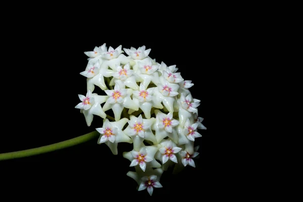 Макро Белые Цветы Хойя — стоковое фото