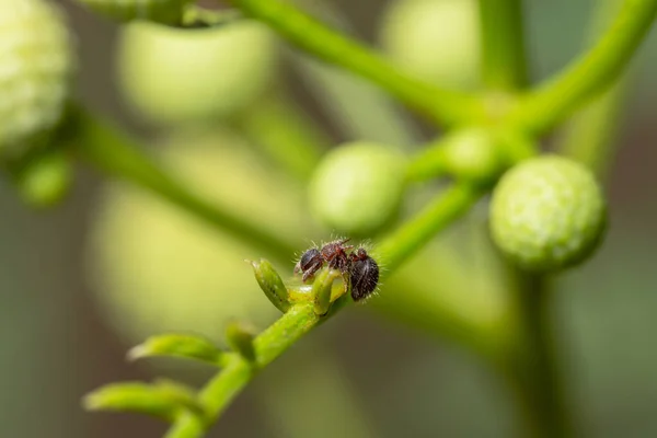 植物上的巨蚁 — 图库照片