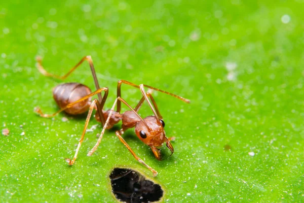 Macro Red Ant Leaves — Stock Photo, Image