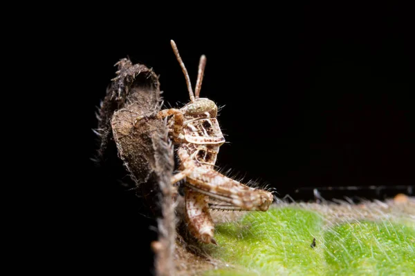 Macro Gafanhoto Marrom Folhas Verdes — Fotografia de Stock