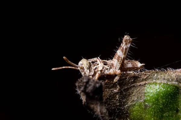 Macro Gafanhoto Marrom Folhas Verdes — Fotografia de Stock