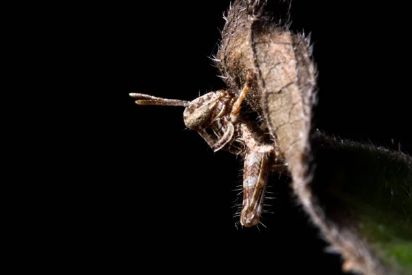 Makro Brun Gräshoppa Bruna Grenar — Stockfoto