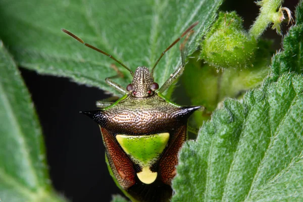 Citrus Green Stink Macro Bug Plants — Stock Photo, Image