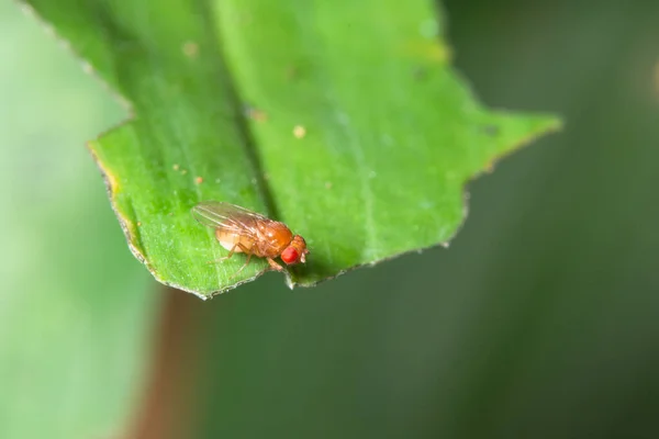 Drosophila Macro Πράσινα Φύλλα — Φωτογραφία Αρχείου