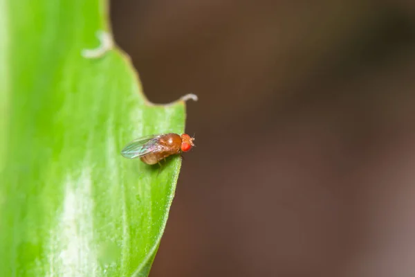 Drosophila Macro Hojas Verdes — Foto de Stock