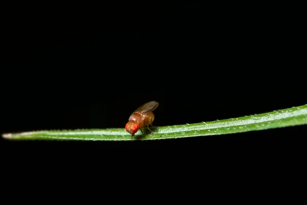 Drosophila Macro Green Leaves — Stock Photo, Image