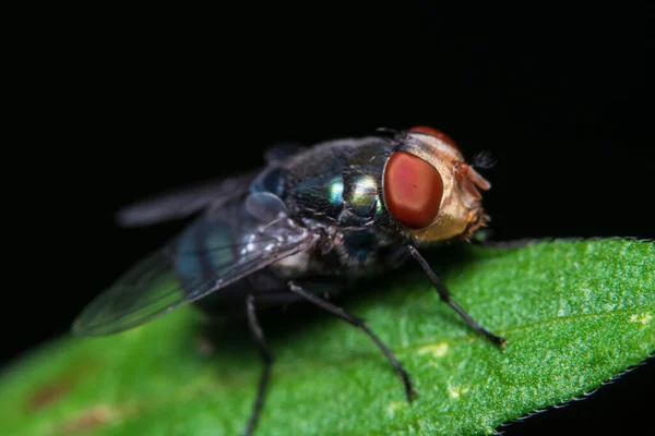 Makrofliegen Auf Den Blättern — Stockfoto