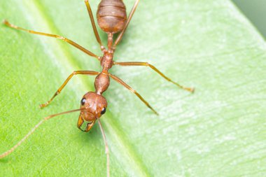 Yapraklarda kırmızı makro karınca