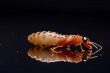 Makro Termit parlak siyah arkaplan