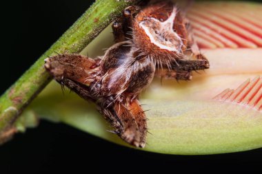 Yapraklarda Makro örümcek