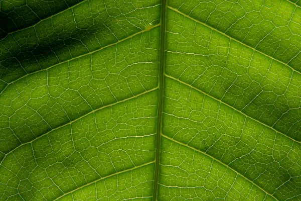 Macro Fondo Patrón Hoja Verde — Foto de Stock