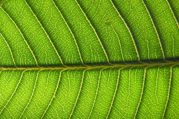 Makro Hintergrund Grünes Blatt Muster — Stockfoto