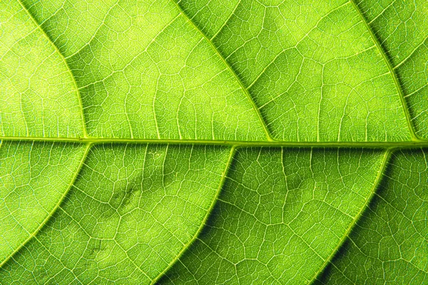 Makro Bakgrund Grönt Löv Mönster — Stockfoto