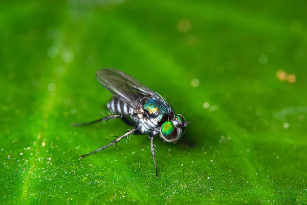 Macro Vliegt Groene Bladeren — Stockfoto