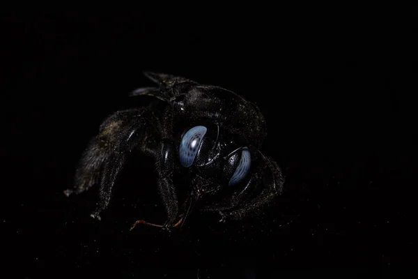 マクロXylocopaは黒の背景を格子 — ストック写真