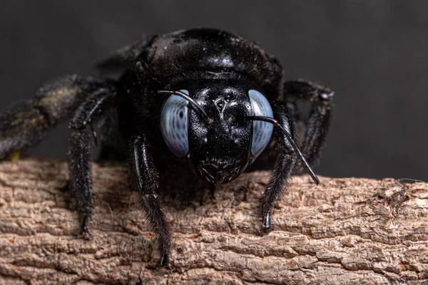 Macro Xylocopa Latipes Fondo Negro — Foto de Stock