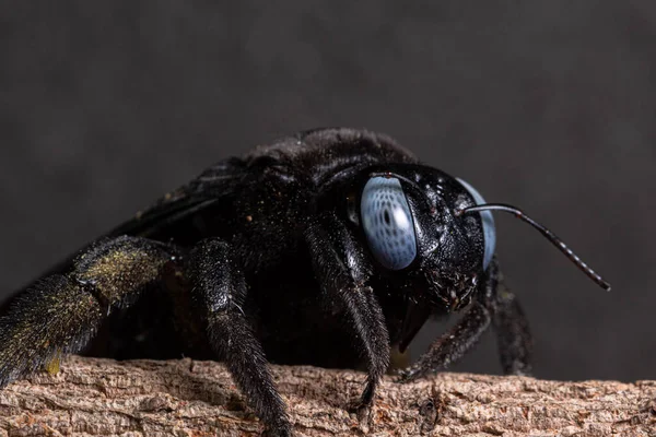 Macro Xylocopa Latipes Fondo Negro — Foto de Stock