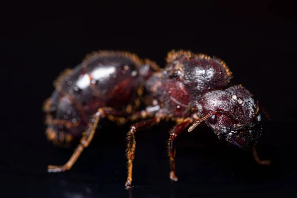 Makro Kırmızı Kahverengi Karıncalar Siyah Arkaplan — Stok fotoğraf