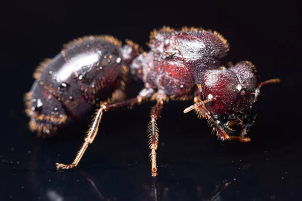 Macro Red Brown Ants Black Background — Stock Photo, Image