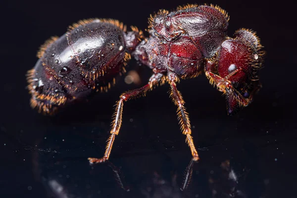 Makro Kırmızı Kahverengi Karıncalar Siyah Arkaplan — Stok fotoğraf