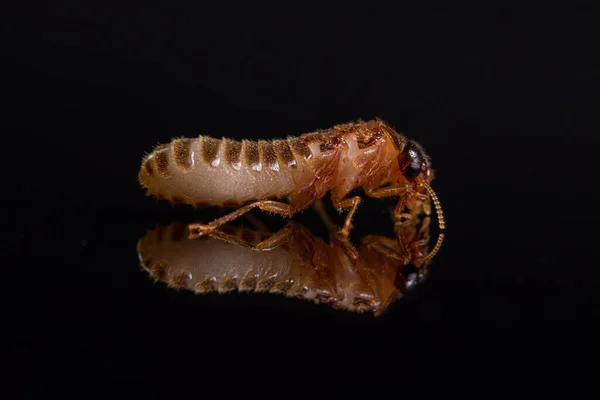 Macro Termite Блискучий Чорний Фон — стокове фото