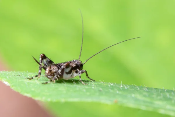 Macro Gafanhoto Nas Folhas — Fotografia de Stock