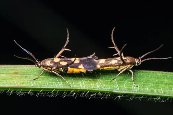 Macro Insetos Nos Ramos — Fotografia de Stock