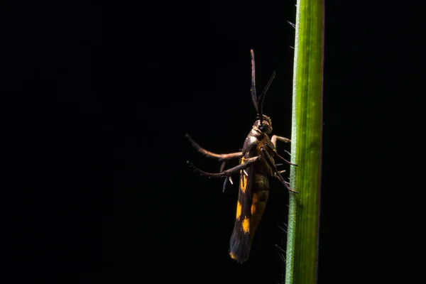 Macro Insetos Nos Ramos — Fotografia de Stock