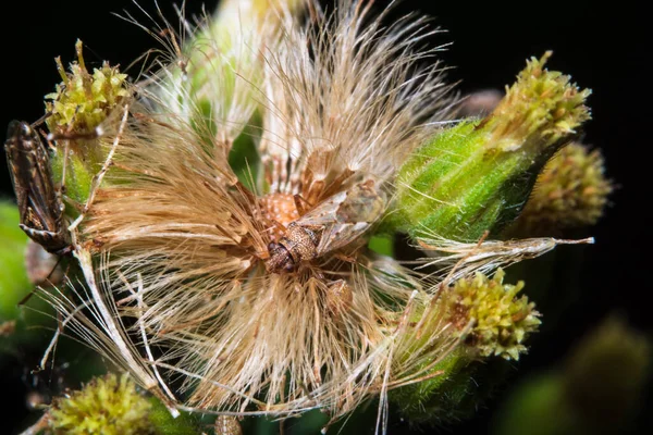 Macro Insectos Las Ramas — Foto de Stock