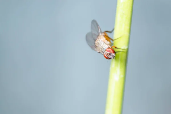 Macro Drosophila Sulle Foglie — Foto Stock
