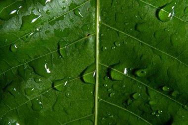 Makro arkaplan yeşil yaprak deseni
