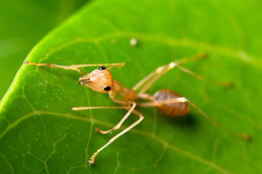 Makro kırmızı karıncalar doğada var.