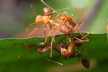 Makro kırmızı karıncalar doğada var.