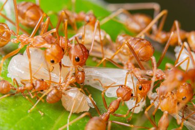 Makro kırmızı karıncalar doğada var.