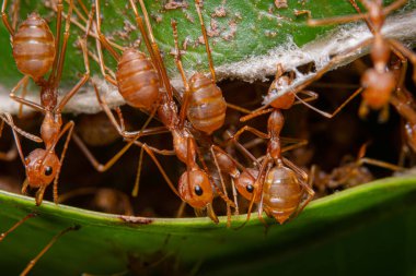 Makro kırmızı karıncalar doğada var.